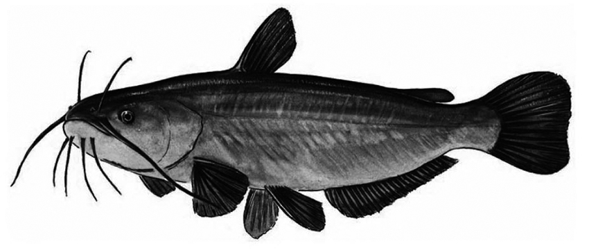 Ameiurus melas_001.jpg